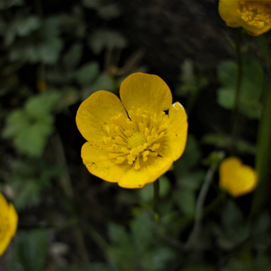 Remembering we are Nature – A Season of Joy