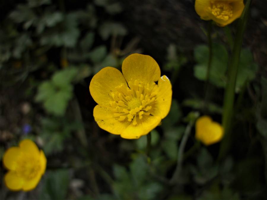 Remembering we are Nature – A Season of Joy