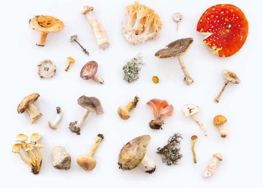Could Magic Mushrooms Be The New Antidepressants?